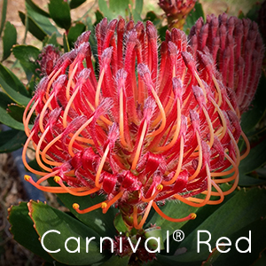 Photo of Carnival Red Pincushion flower